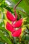 Bright Heliconia Rostrata or Lobster Claw flower hanging in Honolulu, Hawaii