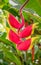 Bright Heliconia Rostrata or Lobster Claw flower hanging in Honolulu, Hawaii