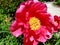 Bright Herbaceous Peony