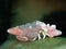 Bright Hermit crab, Calcinus nitidus. Scuba diving in North Sulawesi, Indonesia