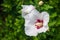 Bright Hibiscus flower blooming in the tropical garden, in soft focus on natural green bokeh background