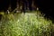 Bright high grass with sunlight bokeh background. background of wild grasses