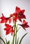 bright hippeastrum flowers on green stems