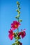 Bright hollyhock flowers