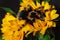 Bright huge birdeater tarantula spider Brachypelma Smithi with colorful sunflowers. Large dangerous giant arachnid