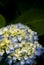 Bright hydrangea in the dark.