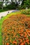 Bright Impatiens flower garden with stone path and wooden chair