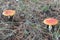 Bright inedible toadstool mushrooms growing in the autumn needles