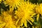 bright inflorescence of fresh yellow dandelions in the field,