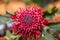 Bright inflorescence of the Waratah,