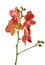 Bright isolated pink and orange orchid flower branch