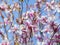 Bright Japanese magnolia tree flowers
