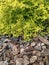 Bright Japanese spirea shrub, yellowish light green leaves, garden decoration