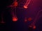 Bright jellyfish on dark background