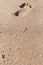 Bright Jellyfish and a Footprint behind in the beach