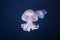 Bright jellyfish rhizostoma pulmo at the bottom of the sea
