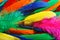 Bright joyful colored feathers