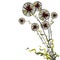Bright joyful hand drawn spherical sectored dandelions with wavy