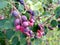 Bright juicy berries shadberry. A bunch of pink and purple delicious berries hanging on a branch Around the berries