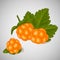 Bright juicy cloudberry on grey background. Sweet delicious for your design in cartoon style. Vector illustration. Berries Collect
