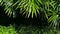 Bright juicy exotic tropical greens in the jungle forest equatorial climate