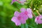 Bright and juicy flowers, bright purple phlox on a green leafy background.