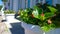 Bright juicy green begonia leaves in a white flower pot in the street.  Flowers in the city center. Sunny summer day. Comfortable