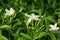 Bright juicy greens. Small white flowers