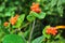 Bright juicy orange berries, honeysuckle fruits. Natural botanical background, Lonicera Caprifolium berries. Ingredient for