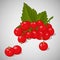 Bright juicy red currant on grey background. Sweet delicious for your design in cartoon style. Vector illustration. Berries Collec