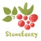 Bright juicy stone bramble on white background. Sweet delicious design in cartoon style. Organic food on white