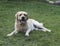 Bright labrador lies on the green grass