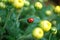 Bright ladybug sits on a yellow chrysanthemum branch