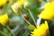 Bright ladybug sits on a yellow chrysanthemum branch