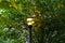 A bright lamp post surrounded by lush green and autumn colored trees at Historic Fourth Ward Park