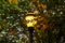 A bright lamp post surrounded by lush green and autumn colored trees at Historic Fourth Ward Park