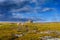 Bright landscape with sheep who go to the wooden shelter from a storm