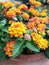 Bright lantana flowers