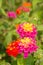 Bright Lantana flowers in garden