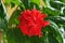 Bright large flower of Chinese hibiscus, China rose or Hibiscus hawaiian plant in sunlight. Nature concept for design