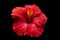 bright large flower of red hibiscus isolated on black background