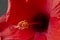 Bright large flowers and buds of red hibiscus isolated on black background