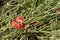 Bright large red flower and boxes with poppy seeds