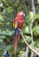 Bright large tropical parrot
