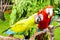 Bright large tropical parrots sit on a branch