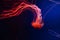 Bright lash lava colourful glowing jellyfish in the dark water,  dark background  in aquarium