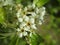 Bright late blooming green Cherry Blossom flowers close up 2019