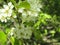 Bright late blooming green Cherry Blossom flowers close up 2019