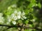Bright late blooming green Cherry Blossom flowers close up 2019