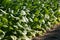 Bright leaf tobacco field detail